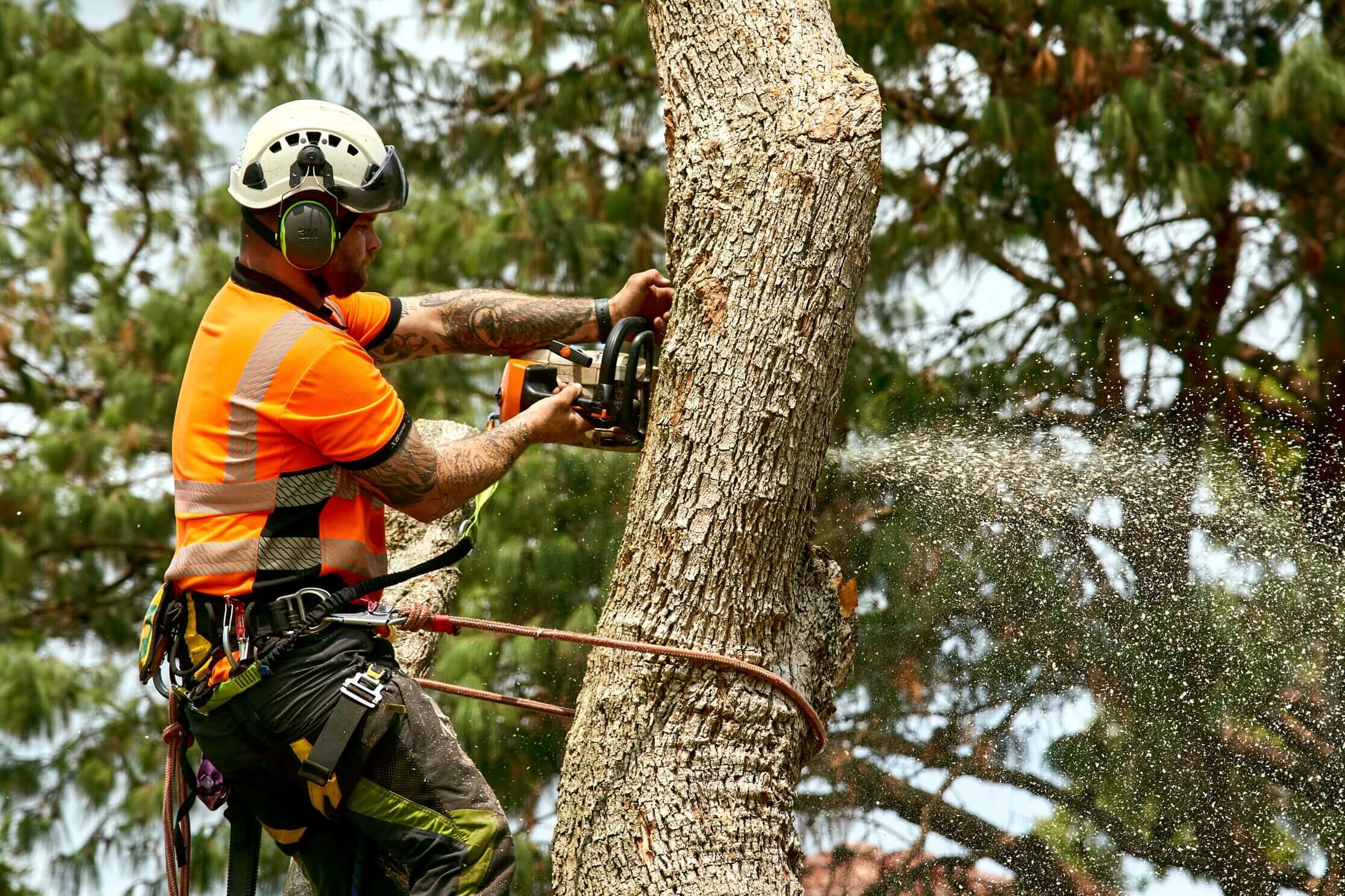 Your Guide to Professional Tree Removal in the Blue Mountains Region