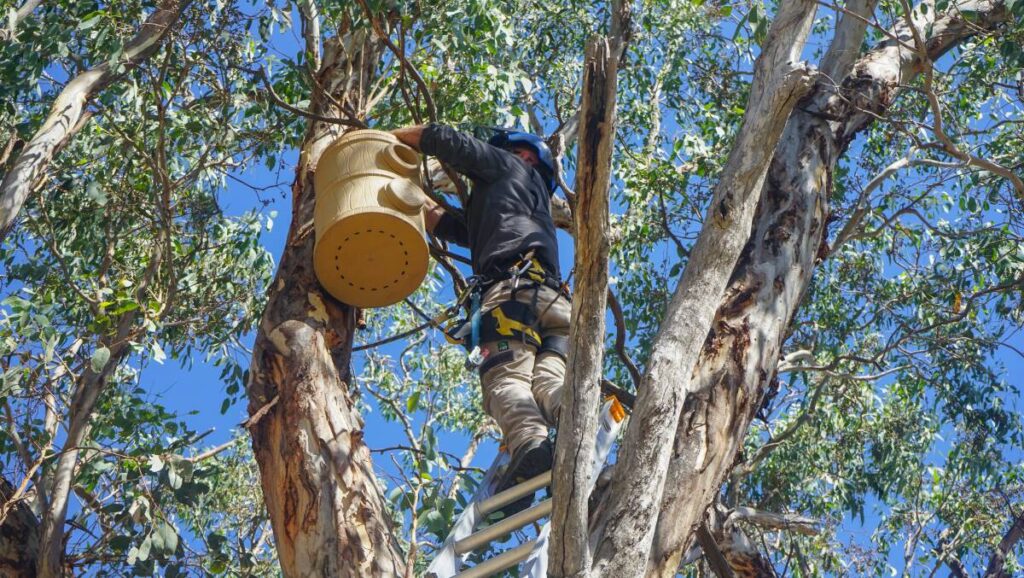 tree removal Blue Mountains