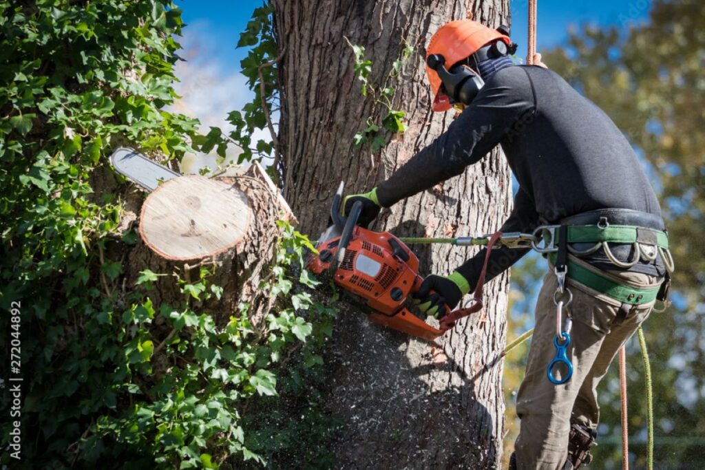 council tree removal