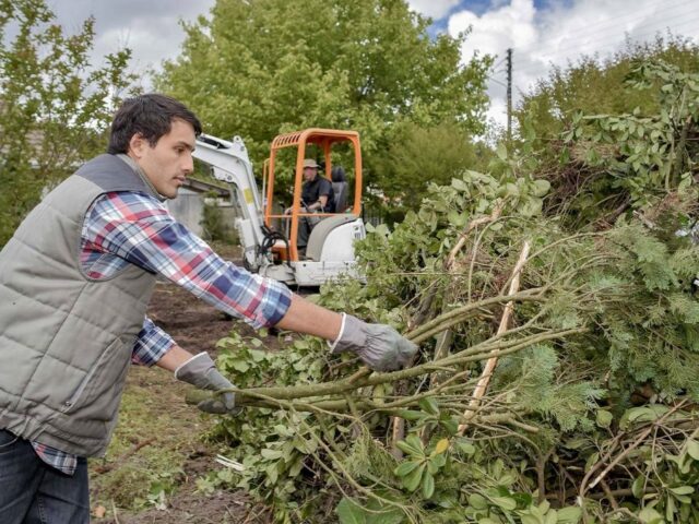 Get Expert Tree Pruning in Sydney to Keep Your Trees Healthy