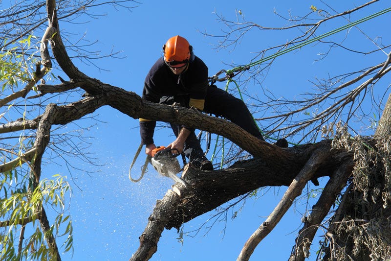 council tree removal