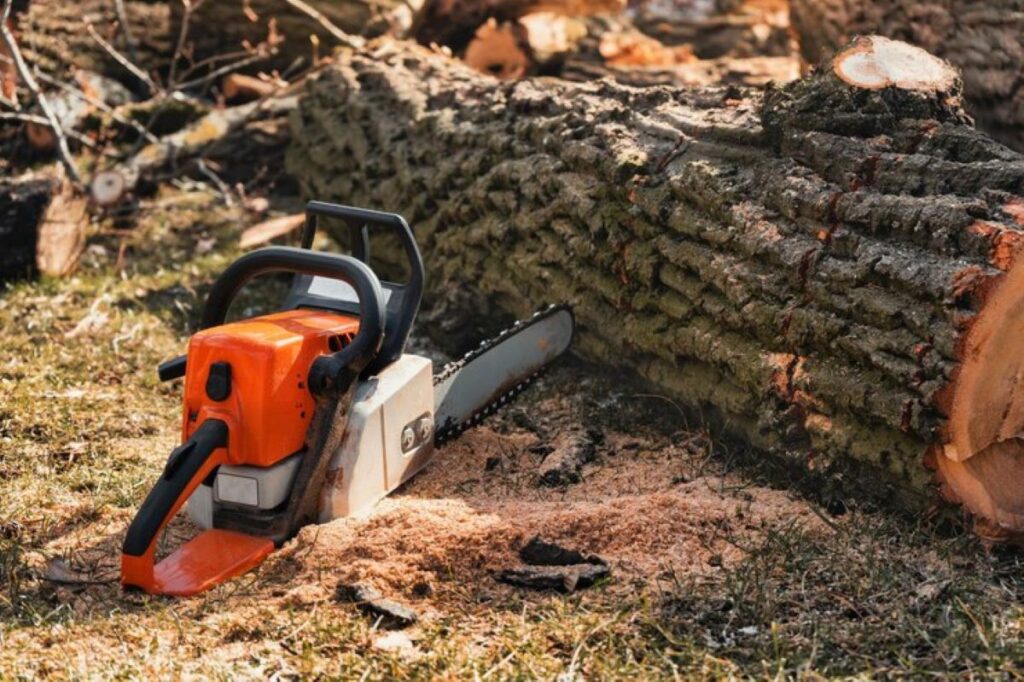 council tree removal
