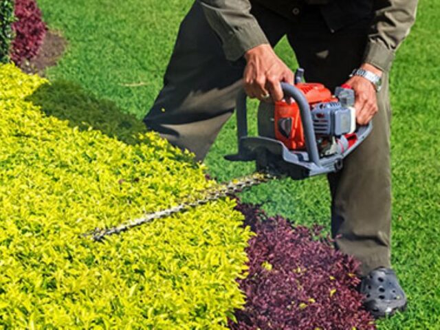 Understanding Hedge Trimming