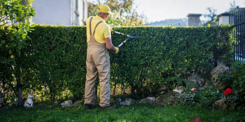 Hedge Trimming Near Me