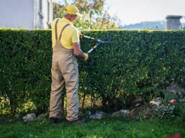 Finding Hedge Trimming Near Me